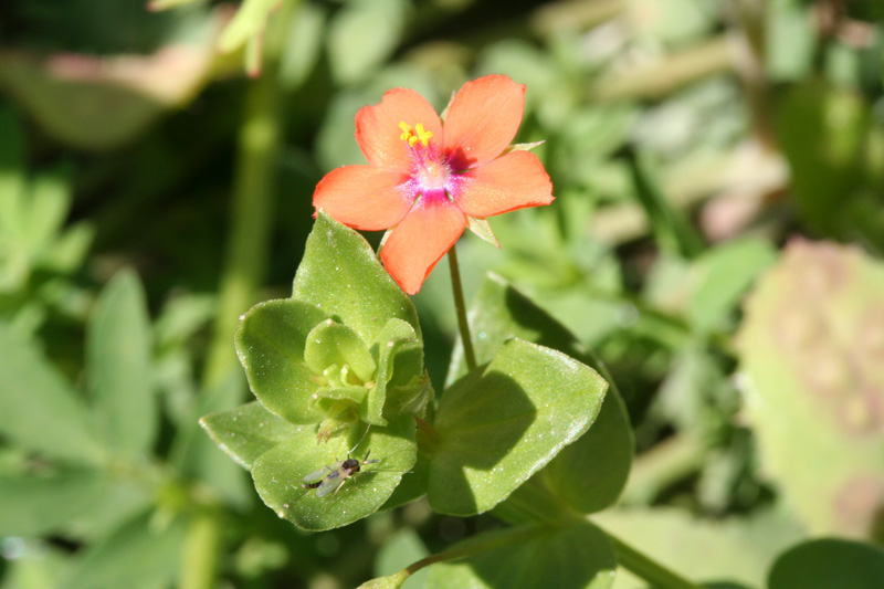 Lysimachia arvensis / Centonchio dei campi